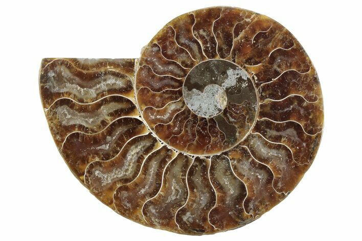 Cut & Polished Ammonite Fossil (Half) - Madagascar #364903